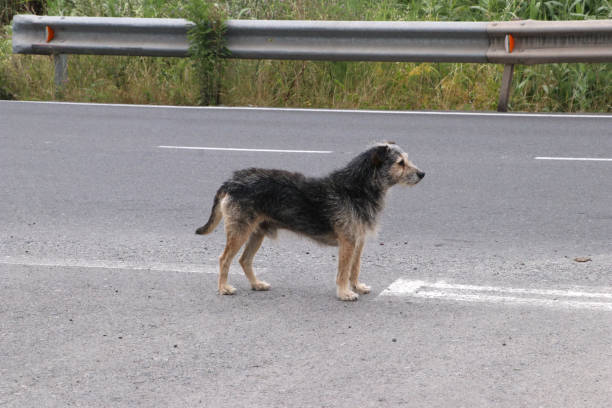 leaving dog in the highway