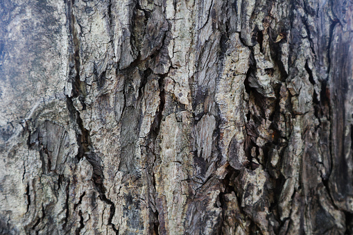 Beautiful closeup textures abstract bark tree and wood background