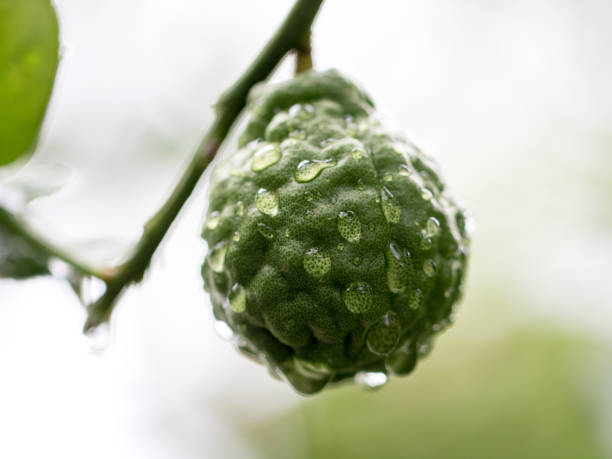 istock Bergamot on tre with water drop 1146289798