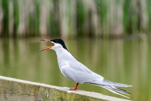 일반적인 턴 (스 테 르 나 히로 툰) - tern bird arctic tern nature 뉴스 사진 이미지