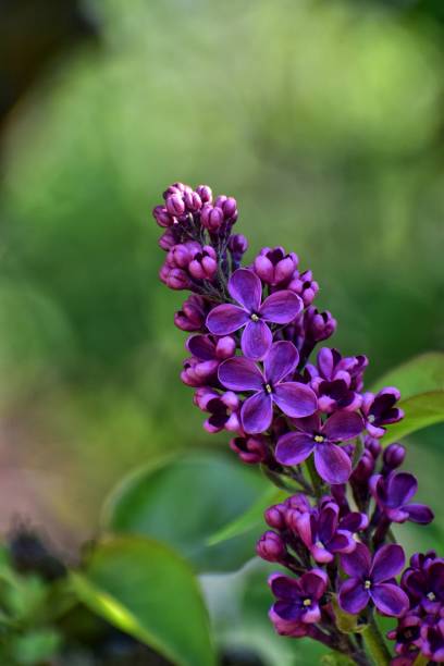 istock purple lilac bush in the park 1146290035