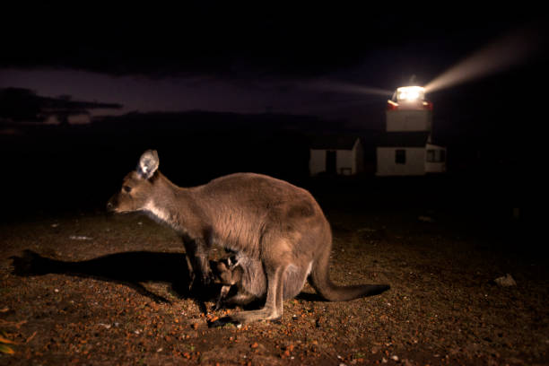 istock Kangaroo and joey in front of a lighthouse at night 1146290229