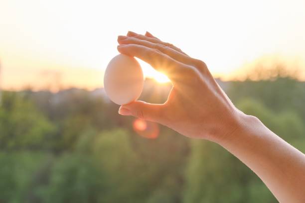 istock Hand holding one white egg, conceptual photo background sunset golden hour 1146290778