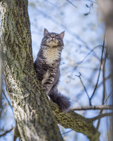 low angle view of young blue tabby maine coon cat on a tree observing the area