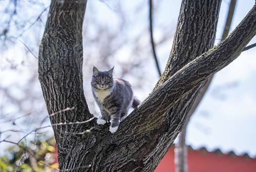young blue tabby maine coon cat standing on a tree looking at camera