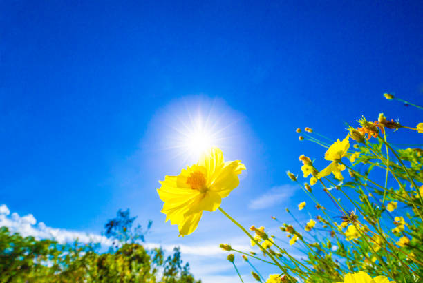 Yellow flowers against sunlight on a bright blue sky background, nature background concept
