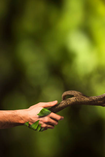 istock Nature manipulation. Handshaking with nature. Human hand. Nature. Forest. 1146292979