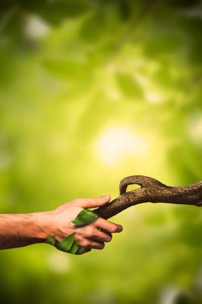 istock Nature manipulation. Handshaking with nature. Human hand. Nature. Forest. 1146293018