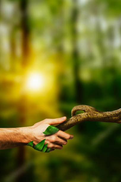 Female hands hugging a mossy tree in a forest.