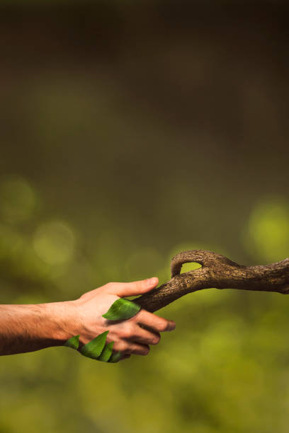 istock Nature manipulation. Handshaking with nature. Human hand. Nature. Forest. 1146293130