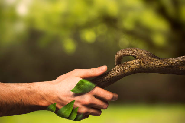 Nature manipulation. Handshaking with nature. Human hand. Nature. Shallow DOF. Developed from RAW; retouched with special care and attention; Small amount of grain added for best final impression. 16 bit Adobe RGB color profile.
