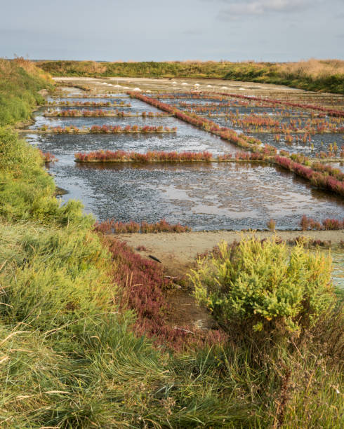 istock Salt marshes of Guerande (France) 1146293407