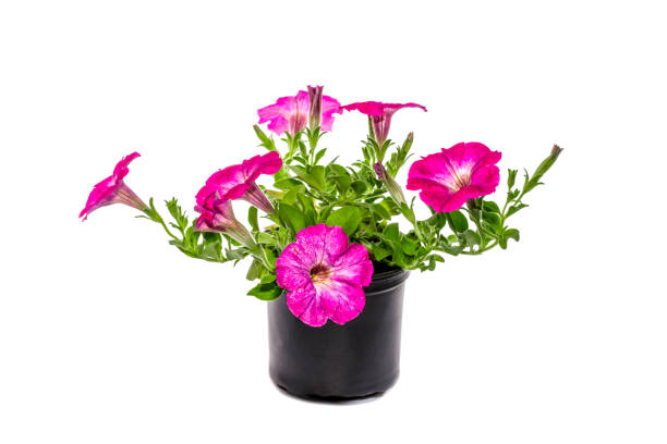 istock Petunia with pink flowers in a pot on a white background 1146293572