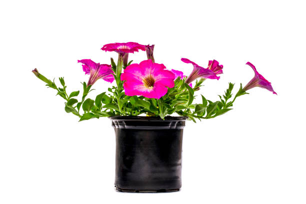 istock Petunia with pink flowers in a pot on a white background 1146293596