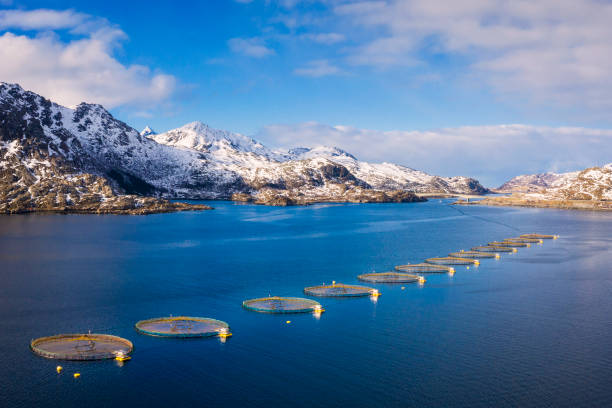 piscifactoría de salmón en el fiordo noruego, lofoten-noruega - norte de noruega fotografías e imágenes de stock