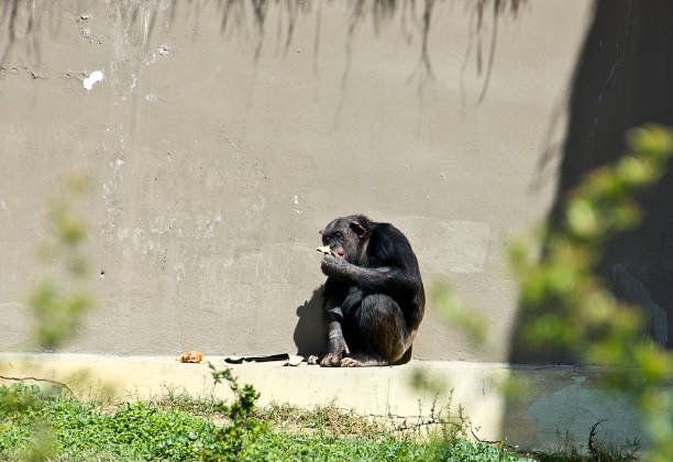 шимпанзе - safari animals audio стоковые фото и изображения
