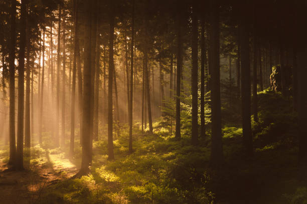 istock Golden Light Of Rising Sun Shining Through Misty Forest 1146296575