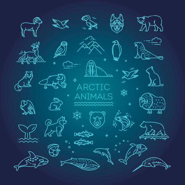 Line arctic wildlife concept with different north animals . Vector Set of linear vector Arctic animals salmon animal illustrations stock illustrations