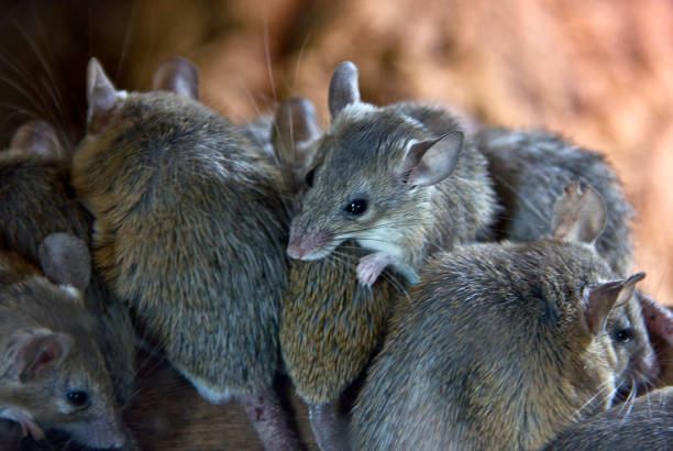 myszy - cute animal asia brown zdjęcia i obrazy z banku zdjęć