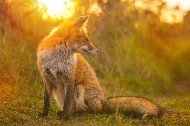 istock Wild red fox Vulpes Vulpes evening sunset 1146298114