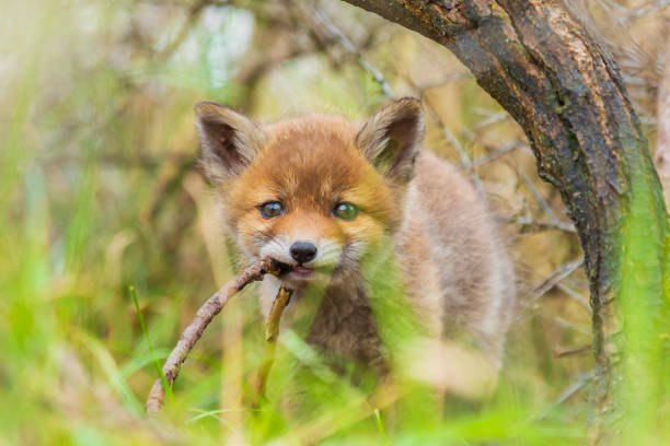 Wild young baby red fox cub  vulpes vulpes exploring a forest, selective focus technique used.