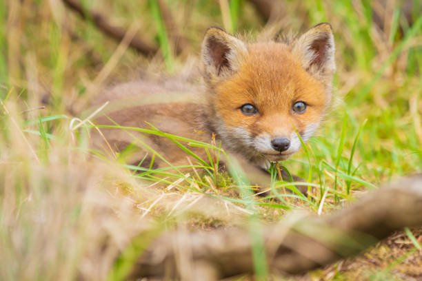 istock Wild baby red fox cub vulpes vulpes 1146298178