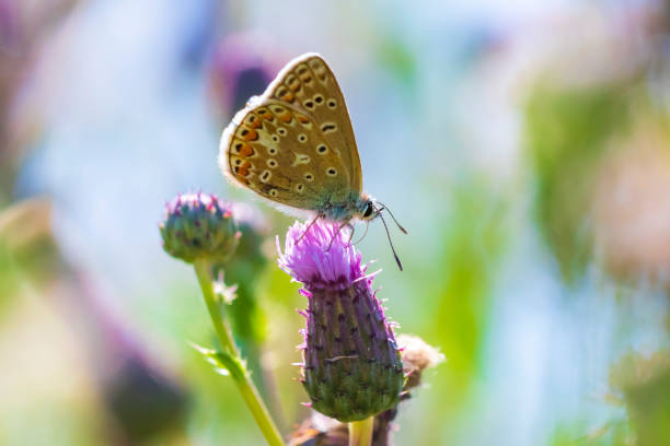 istock Female Common Blue butterfly Polyommatus icarus pollinating closeup 1146298208