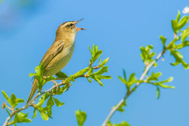 istock Sedge Warbler, Acrocephalus schoenobaenus, singing 1146298215