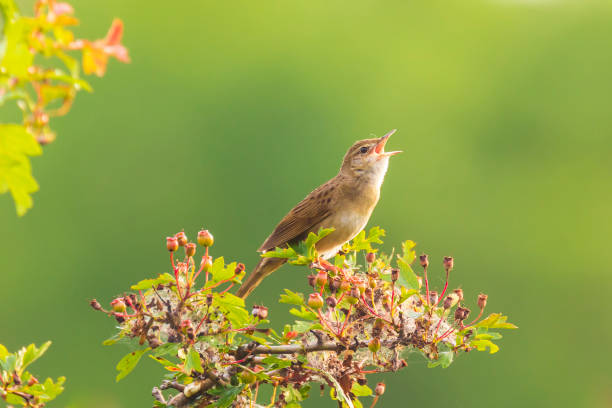 istock Singing Common Grasshopper warbler bird Locustella naevia mating during spring season 1146298226
