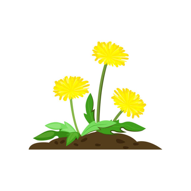 illustrations, cliparts, dessins animés et icônes de illustration de dessin animé de pissenlit - dandelion flower yellow vector