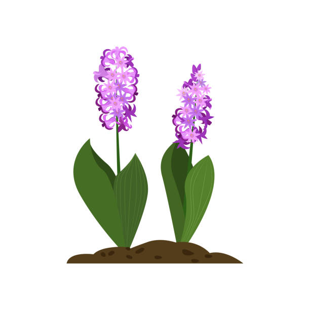 Hyacinth cartoon illustration Hyacinth cartoon illustration. Violet flowers with green leaves. Spring flowers concept. Vector illustration can be used for topics like nature, plant, garden hyacinth stock illustrations