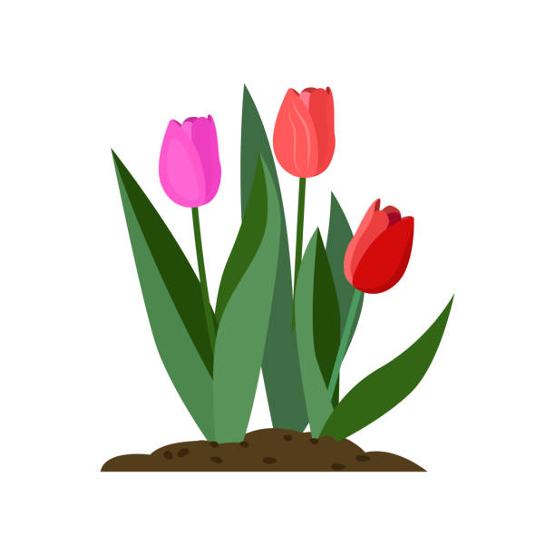 튤립 만화 일러스트 - tulip pink flower bed flower stock illustrations