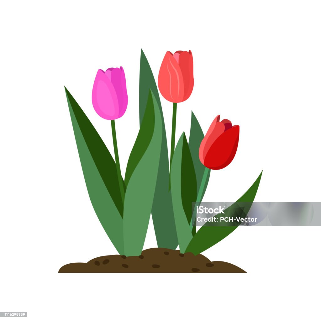 Tulips Cartoon Illustration Stock Illustration - Download Image Now -  Tulip, Flower, Cartoon - iStock