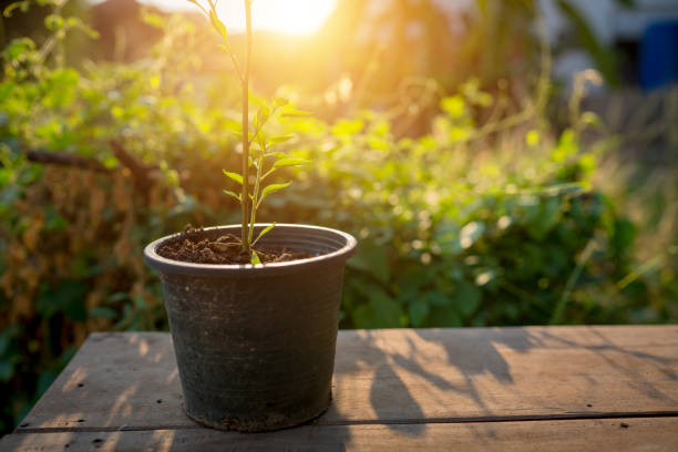 istock Chili trees in pots placed on the table in the garden. 1146299633