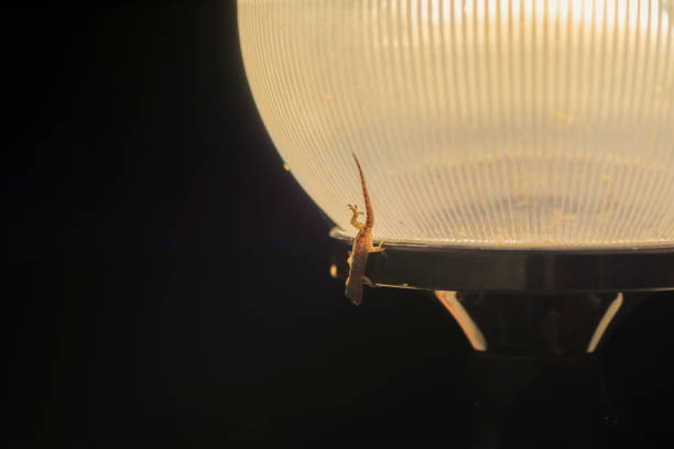 A lizard with a nightly lamp. gecko