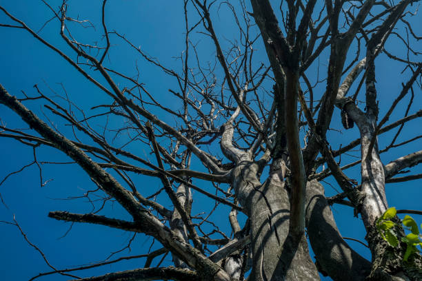 istock dry wood against the blue sky 1146300843