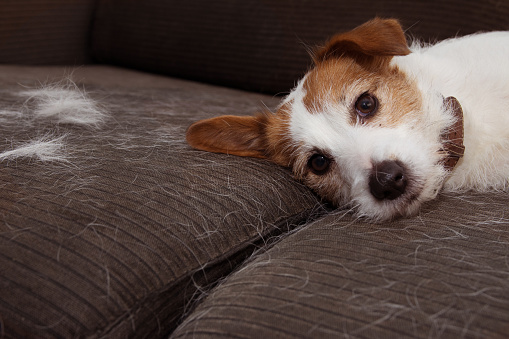 FURRY JACK RUSSELL DOG, SHEDDING HAIR DURING MOLT SEASON PLAYING ON SOFA FURNITURE.