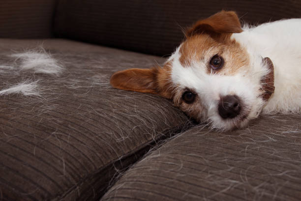 FURRY JACK RUSSELL DOG, SHEDDING HAIR DURING MOLT SEASON PLAYING ON SOFA FURNITURE. FURRY JACK RUSSELL DOG, SHEDDING HAIR DURING MOLT SEASON PLAYING ON SOFA FURNITURE. molting stock pictures, royalty-free photos & images