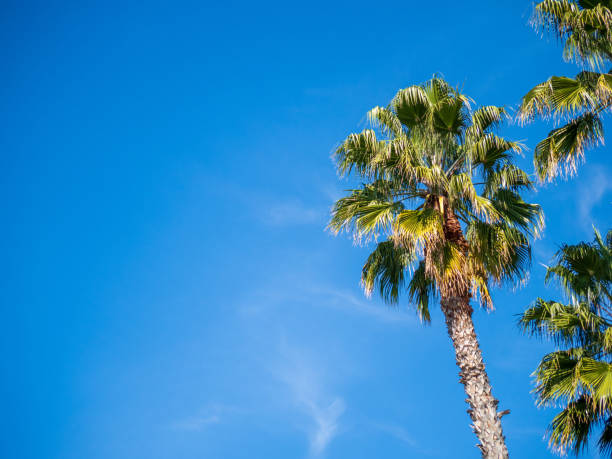 istock Palm tree high in the sky in a blue, sunny, cloud less day 1146301697