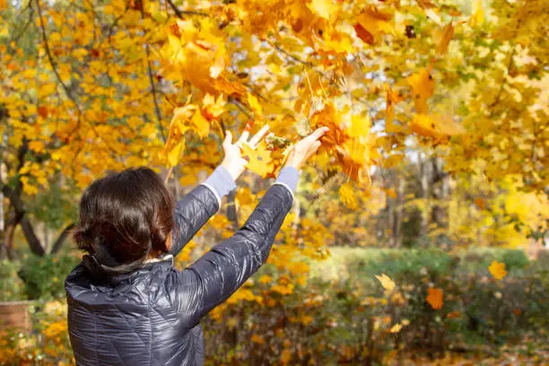 A woman throws a bouquet of fallen leaves into the sky. Walk in the park on a sunny autumn day in a good mood.