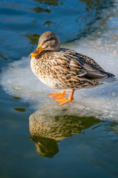 Photo of Mallard duck standing on ice