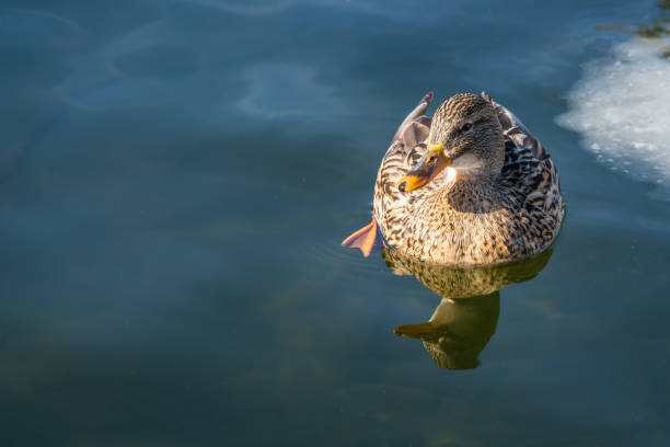 Mallard duck swimming in a cold waters of a small pond in winter