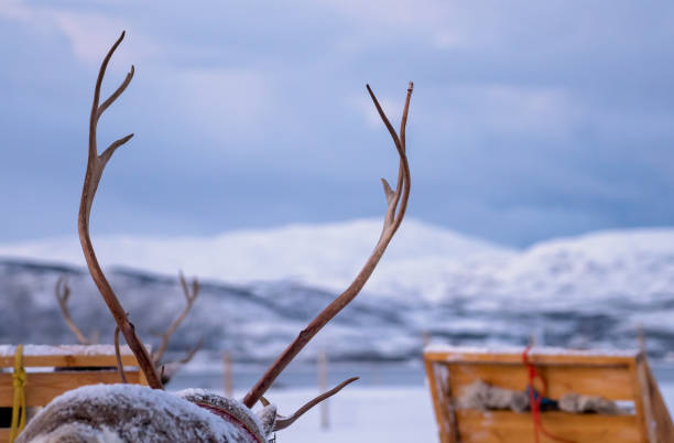 istock Massive reindeer antlers in front of sleighs 1146303072