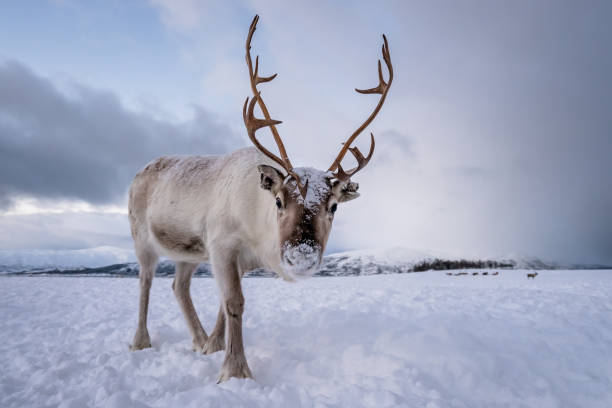 portrait d’un renne avec des bois massifs - renne photos et images de collection