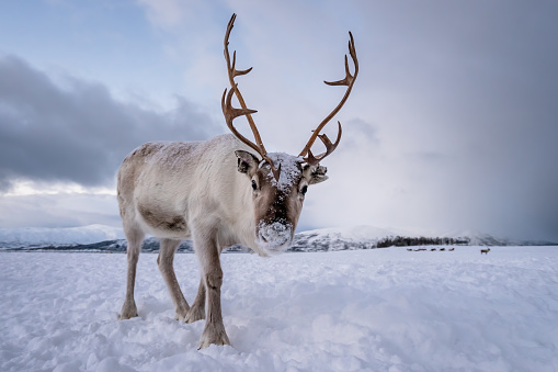 A large Caribou stands watch in the Alaskan tundra.  His huge antlers stand out against the cloudy sky.