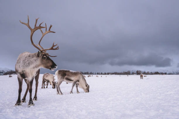 retrato de un reno con cuernos masivos - norte de noruega fotografías e imágenes de stock