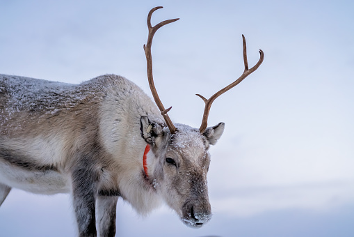 Portrait of a reindeer with massive antlers pulling sleigh in snow, Tromso region, Northern Norway