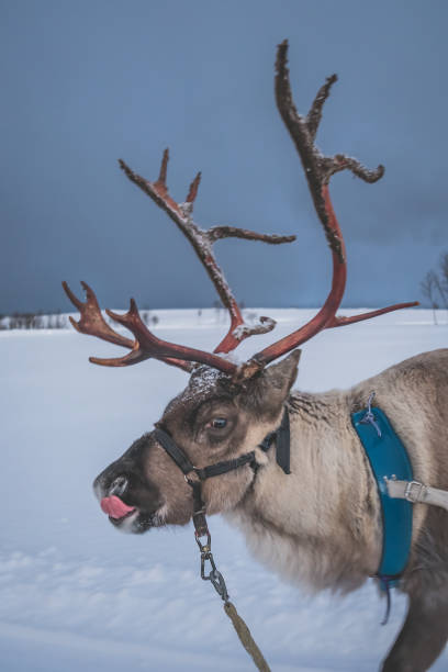 istock Portrait of a reindeer with massive antlers 1146303817