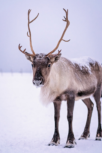 Portrait of a reindeer with massive antlers pulling sleigh in snow, Tromso region, Northern Norway