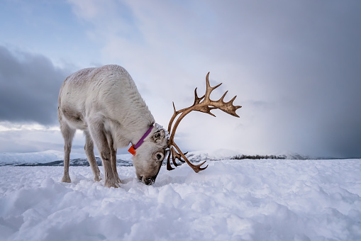 Portrait of a reindeer with massive antlers digging in snow in search of food, Tromso region, Northern Norway